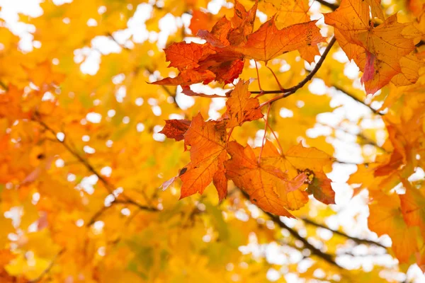 Lönnträd Hösten — Stockfoto
