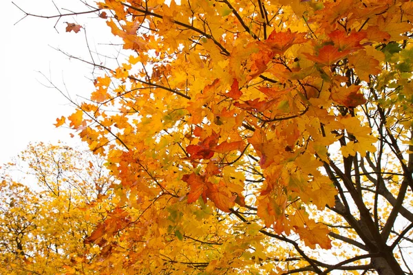 Árbol Arce Otoño —  Fotos de Stock