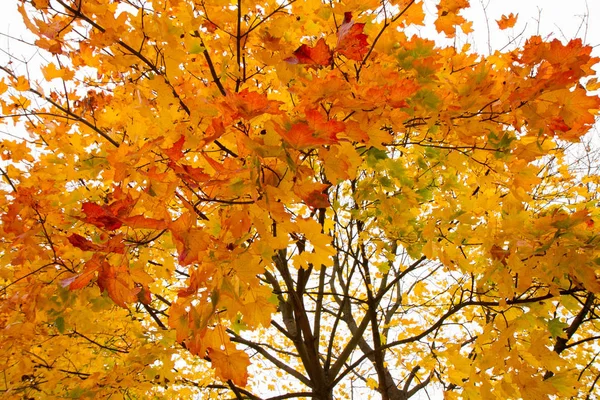 Ahornboom Herfst — Stockfoto