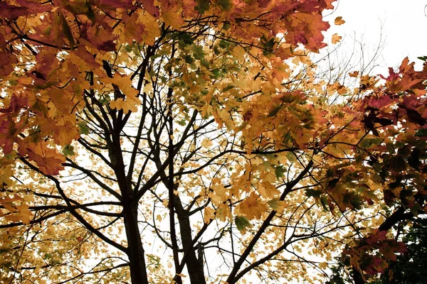 Клен Осенью — стоковое фото
