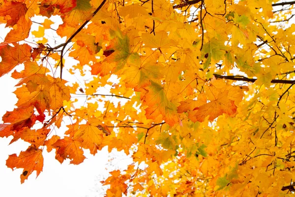 Maple Tree Autumn — Stock Photo, Image