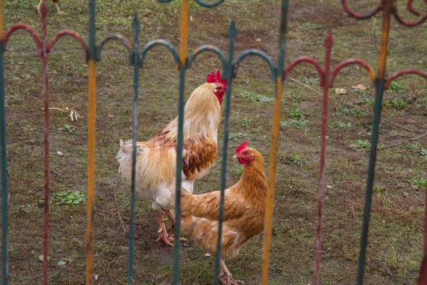 Петух Курица Дворе — стоковое фото