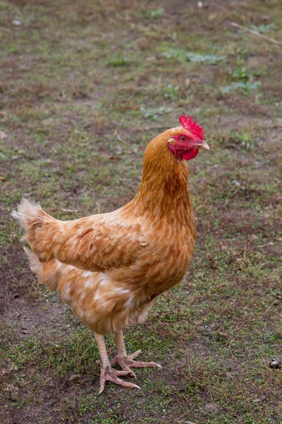 Курица Дворе — стоковое фото