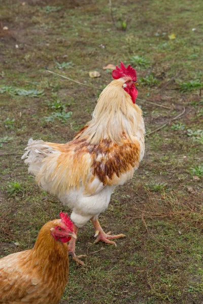 Петух Курица Дворе — стоковое фото