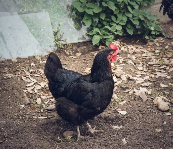 Курица Дворе — стоковое фото
