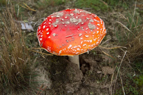 Sinek Agaric Mantar — Stok fotoğraf