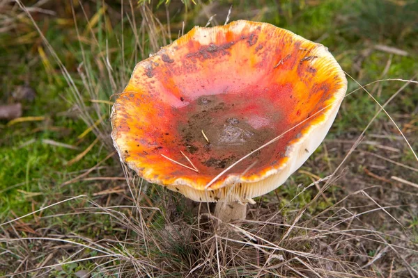 Sinek Agaric Mantar — Stok fotoğraf