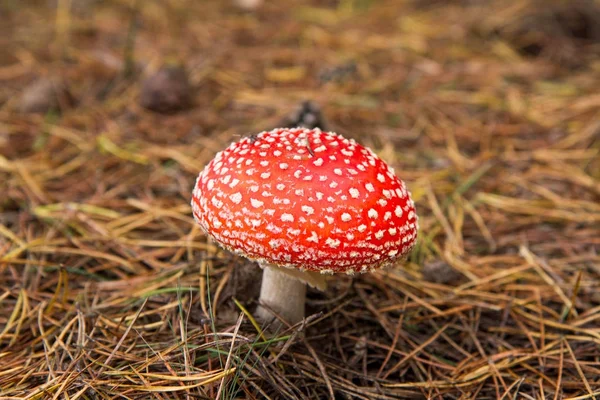 Fungo Agarico Mosca — Foto Stock