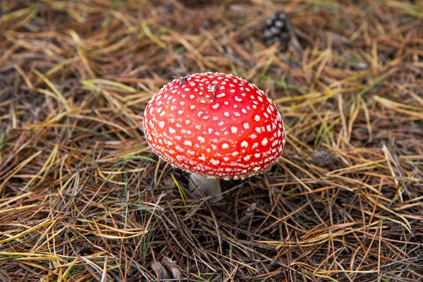 Sinek agaric mantar