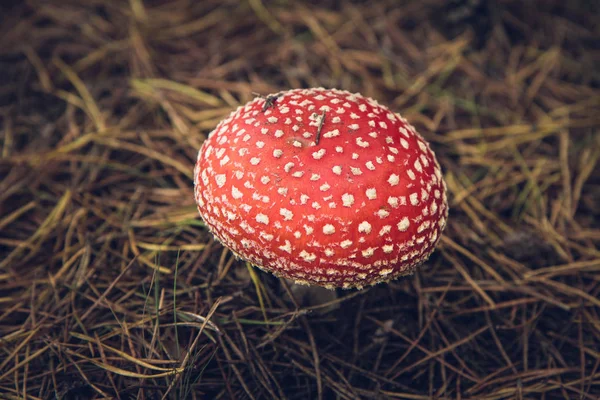 Sinek Agaric Mantar — Stok fotoğraf