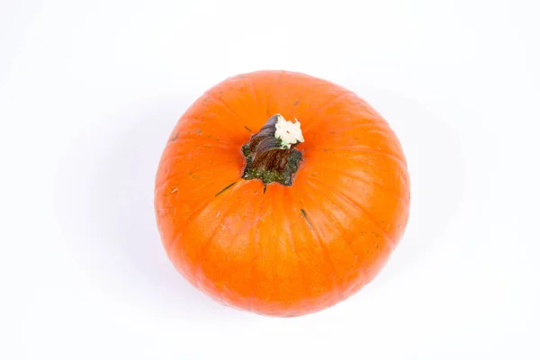 Zucca Sfondo Bianco — Foto Stock