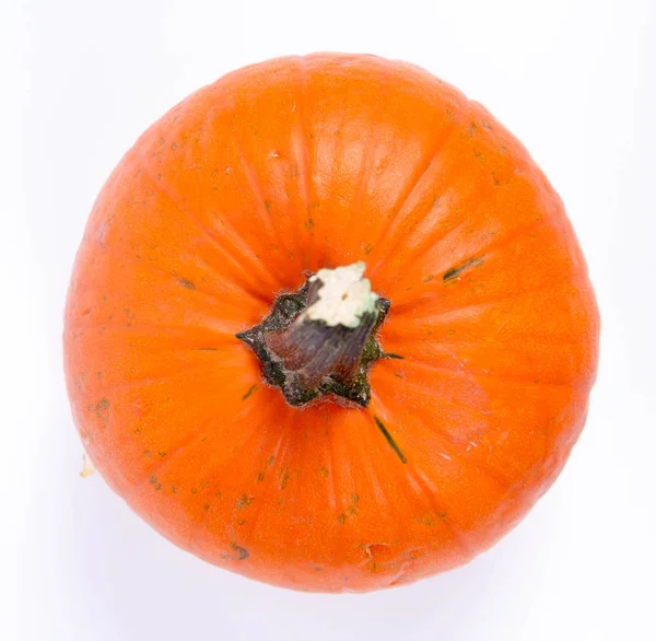 beyaz arkaplanda balkabağı