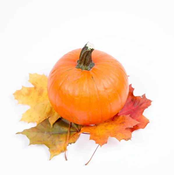 Zucca Foglie Acero Autunnale Sfondo Bianco — Foto Stock