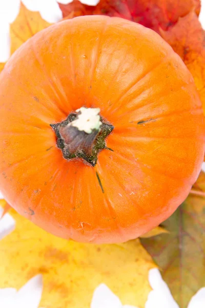 Beyaz arka planda balkabağı ve sonbahar akçaağaç yaprakları