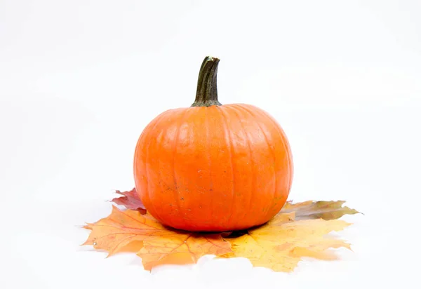 Hojas Calabaza Arce Otoño Sobre Fondo Blanco —  Fotos de Stock