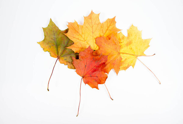 Autumn maple leaves on a white background