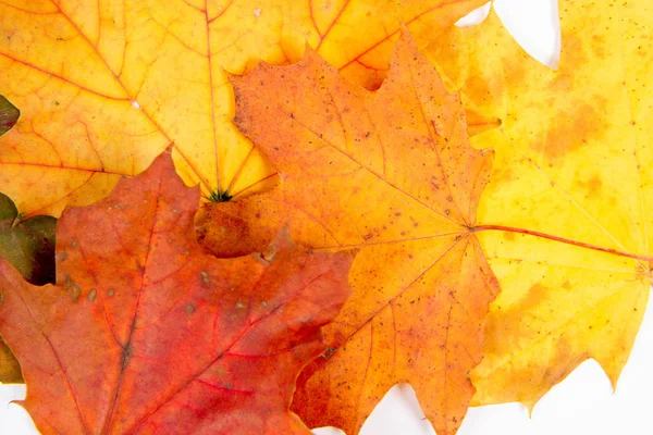 Herfst Esdoorn Bladeren Een Witte Achtergrond — Stockfoto