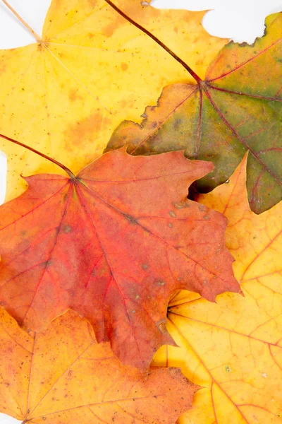 Hojas Arce Otoño Sobre Fondo Blanco — Foto de Stock