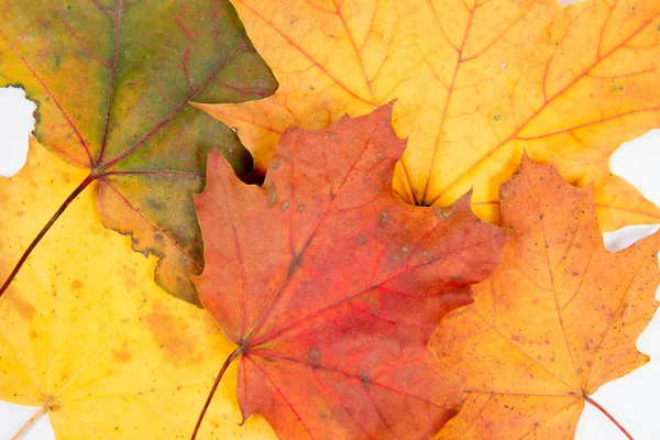 Hojas Arce Otoño Sobre Fondo Blanco — Foto de Stock