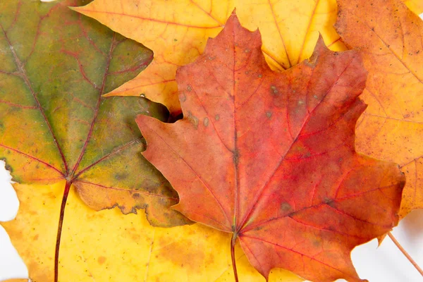 Autumn Maple Leaves White Background — Stock Photo, Image