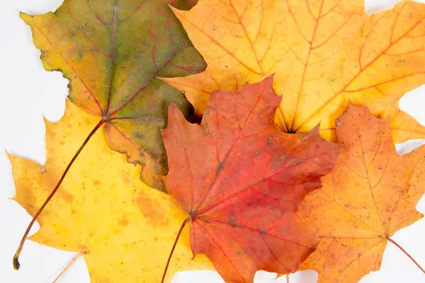 Herfst Esdoorn Bladeren Een Witte Achtergrond — Stockfoto