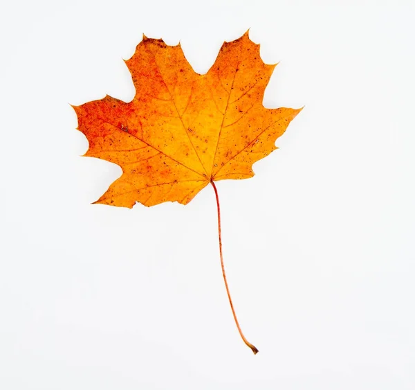 Herfst Esdoorn Blad Een Witte Achtergrond — Stockfoto