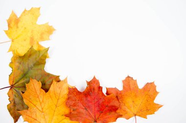 Sonbahar akçaağaç yaprakları beyaz arkaplanda
