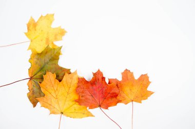 Sonbahar akçaağaç yaprakları beyaz arkaplanda