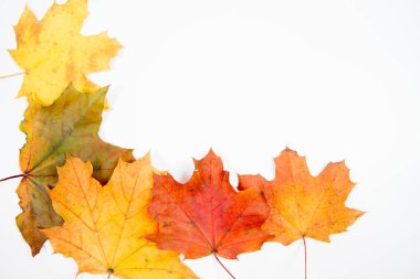 Sonbahar akçaağaç yaprakları beyaz arkaplanda