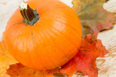 Kabak ve ahşap arka plan üzerinde sonbahar akçaağaç yaprağı