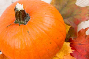 Kabak ve ahşap arka plan üzerinde sonbahar akçaağaç yaprağı