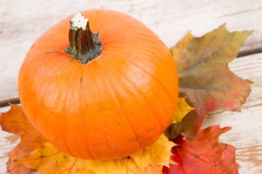 Kabak ve ahşap arka plan üzerinde sonbahar akçaağaç yaprağı