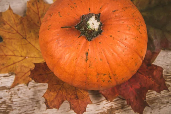 Kabak ve ahşap arka plan üzerinde sonbahar akçaağaç yaprağı