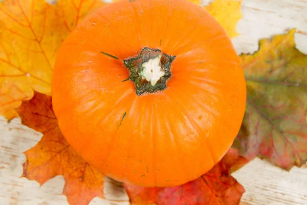 Kabak ve ahşap arka plan üzerinde sonbahar akçaağaç yaprağı