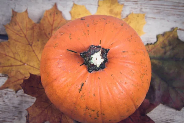 Kabak ve ahşap arka plan üzerinde sonbahar akçaağaç yaprağı