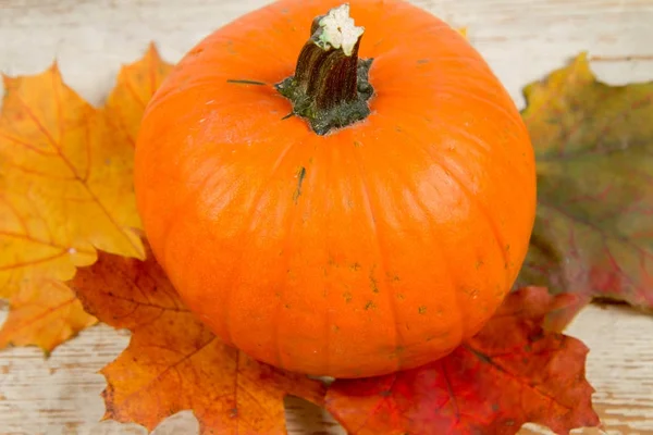 Kabak ve ahşap arka plan üzerinde sonbahar akçaağaç yaprağı