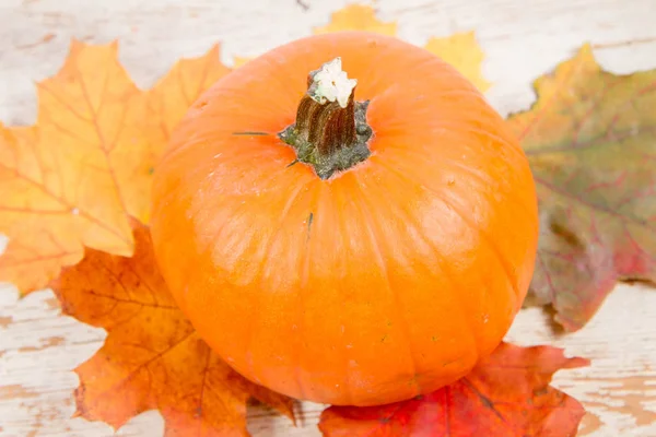 Kabak ve ahşap arka plan üzerinde sonbahar akçaağaç yaprağı