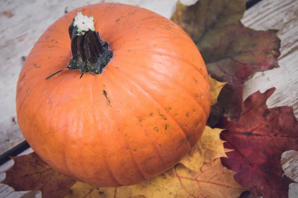 Kabak ve ahşap arka plan üzerinde sonbahar akçaağaç yaprağı