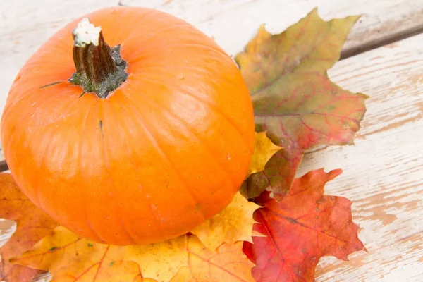 Kabak ve ahşap arka plan üzerinde sonbahar akçaağaç yaprağı