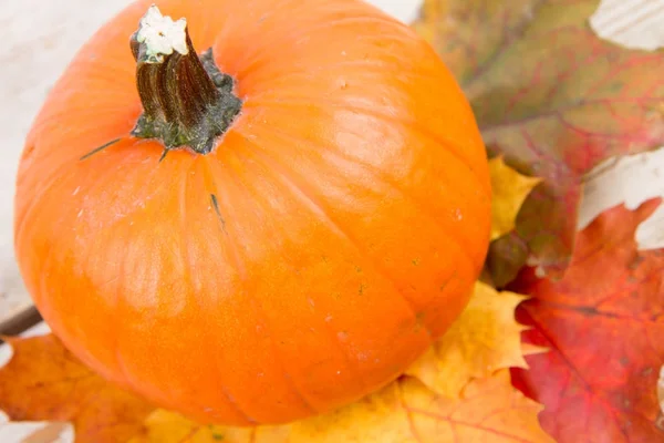 Kabak ve ahşap arka plan üzerinde sonbahar akçaağaç yaprağı