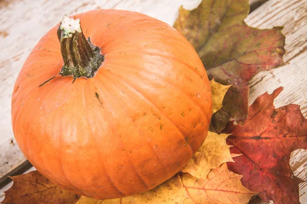 Kabak ve ahşap arka plan üzerinde sonbahar akçaağaç yaprağı