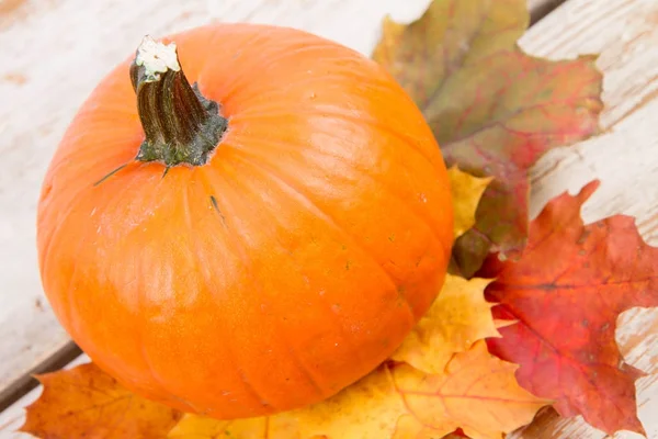 Kabak ve ahşap arka plan üzerinde sonbahar akçaağaç yaprağı