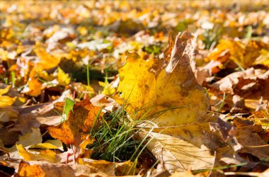 Yakın yerdeki sonbahar yaprakları