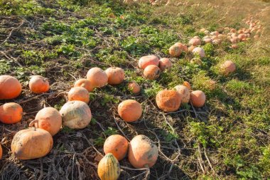 Kabak hasat sırasında bir sahada