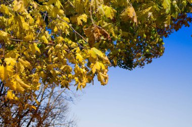 Sonbaharda akçaağaç