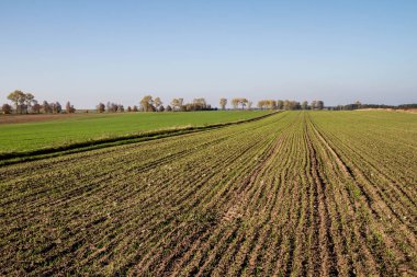 Alanların görünümde sonbahar