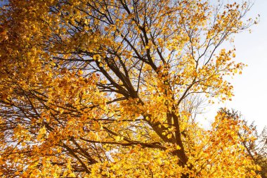 Kadar yakın Sonbaharda akçaağaç yaprakları