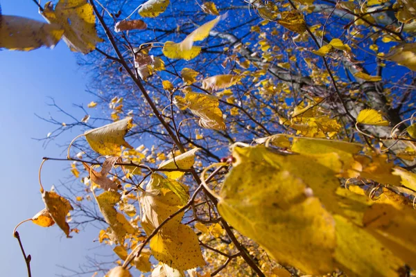 Podzimní Javorové Listy Close — Stock fotografie