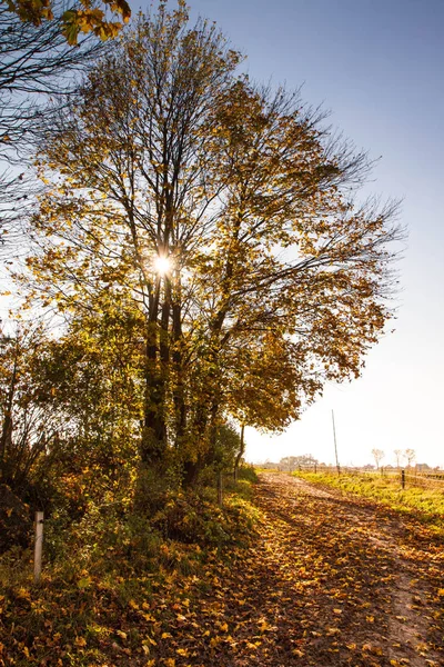 Höstlandskap Solen Bakom Träd Väg Täckt Med Löv — Stockfoto