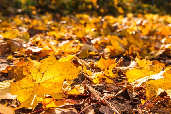 Maple Leaves Autumn Ground — Stock Photo, Image